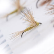Caledonia Olive Trout Selection - Guide Flyfishing