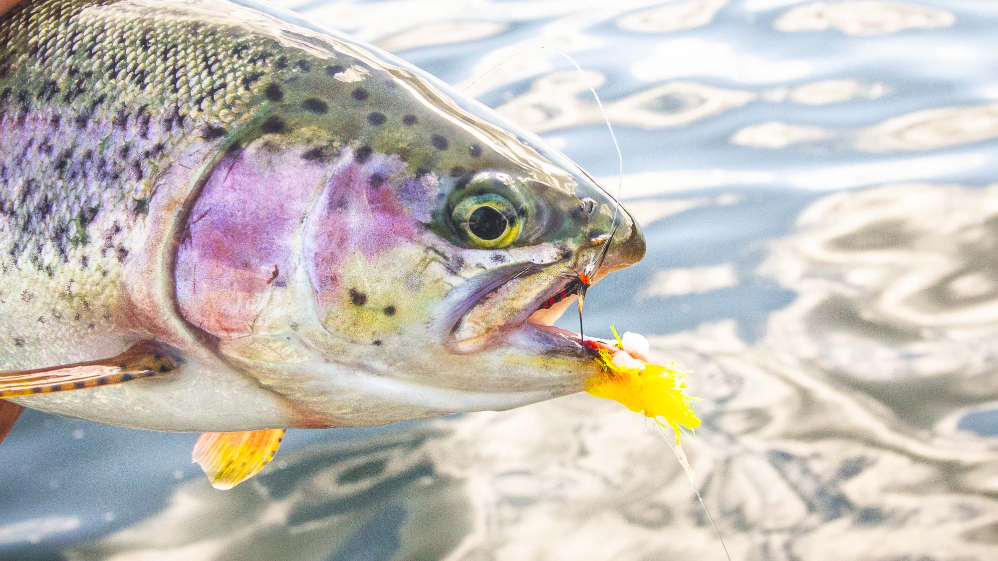 Stillwater Lures: The Percentage Method - Guide Flyfishing